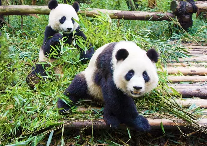 11 Days China Natural Wonders: Jiuzhaigou, Yangtze & Zhangjiajie gallery 6