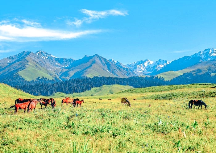 12 Days Northern Xinjiang Lakes, Grasslands & Deserts Tour gallery 8